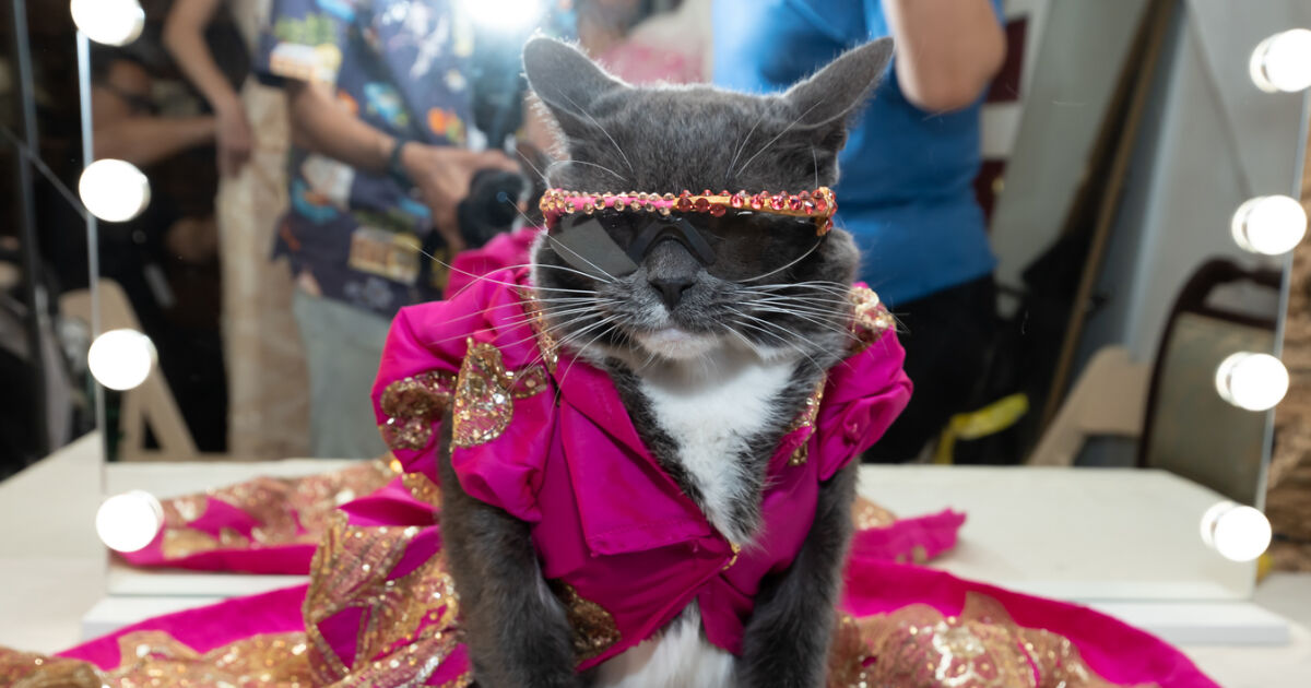 Dogs And A Cat In Couture Take Over New York Fashion Week (10 Pics) Bored Panda