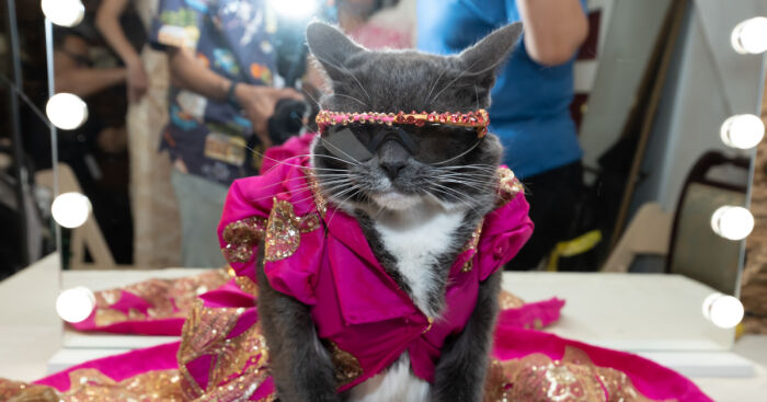 Dogs And A Cat In Couture Take Over New York Fashion Week (10 Pics)