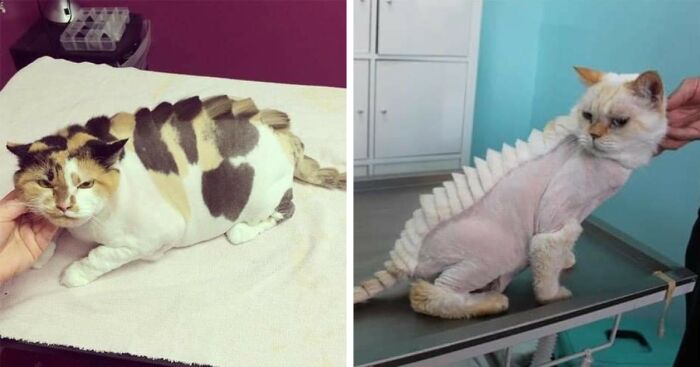 20 Adorable Cats With Dragon Hair Cuts