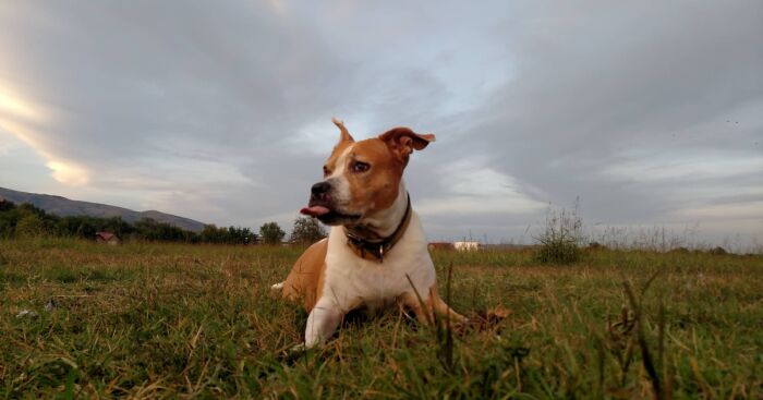 The 5 Most Crucial Life Lessons My Pitbull Dog Dina Taught Me (32 Pics)