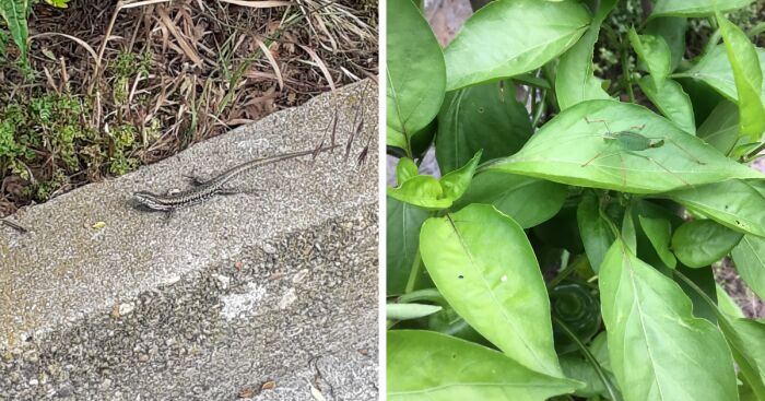 Hey Pandas, Post Pics Of Camouflaged Animals (Closed)