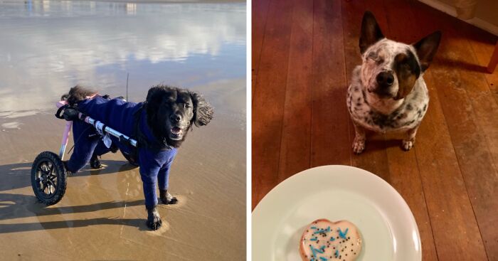 Hey Pandas, Post A Picture Of Your Special Needs Or Senior Pet (Closed)