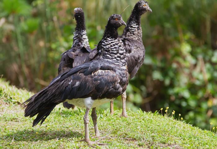 A group of Horned Screamer standing on the grass 