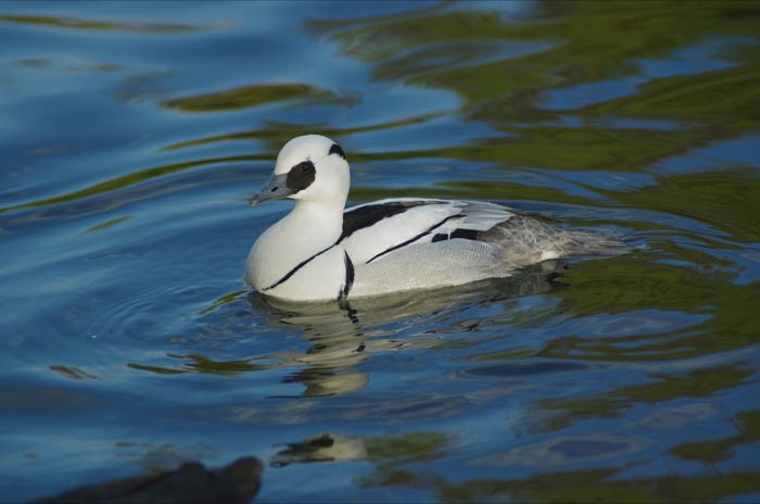 Smew swimming in the lake 