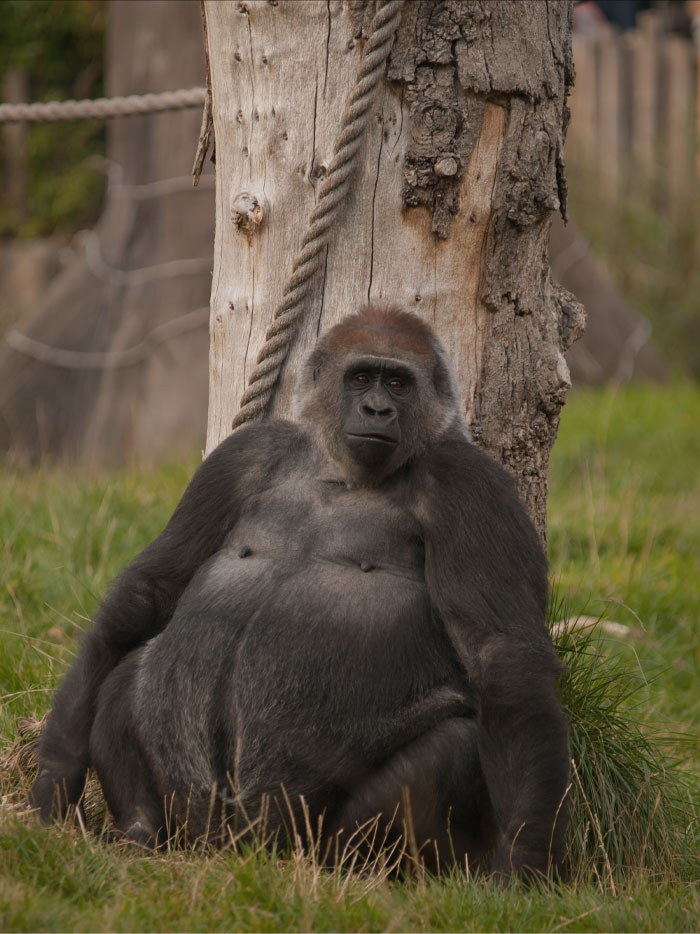 Gorilla sitting near the tree 