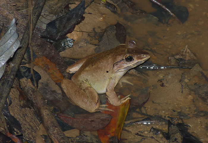 Mountain Chicken Frog in the puddle