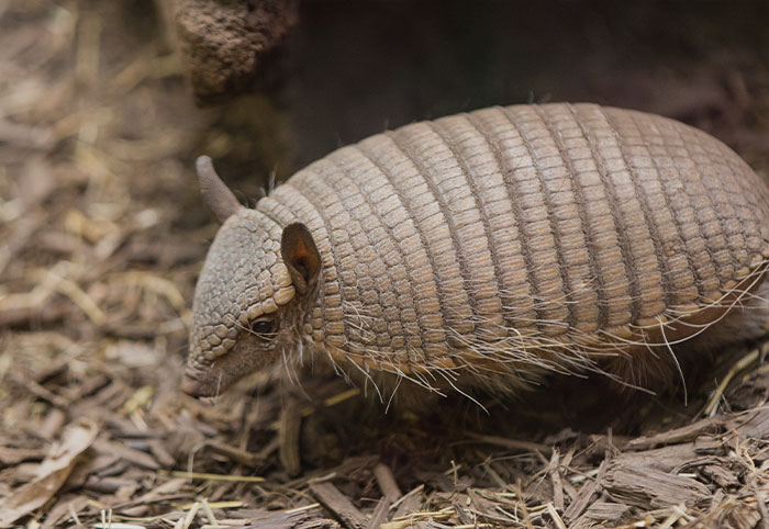 Screaming Hairy Armadillo walking on the ground 