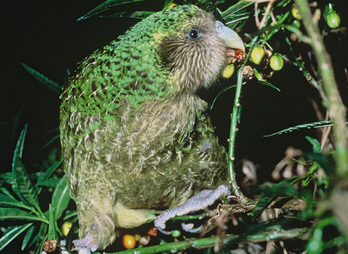 Kakapo eating berries 