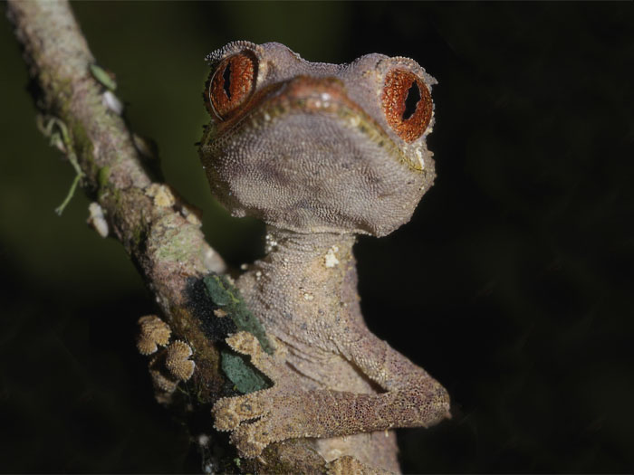 Satanic Leaf-Tailed Gecko on the tree branch 