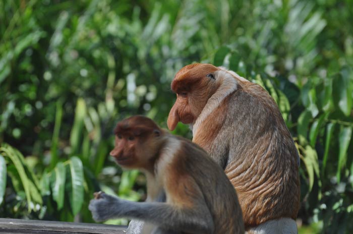 Long-Nosed Monkeys sitting on the rocks 