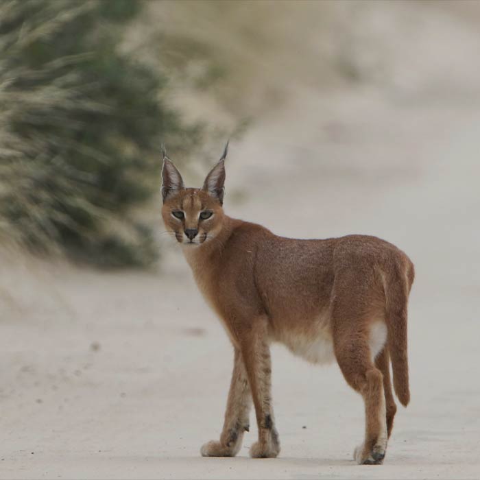 Caracal Caracal walking on the road 