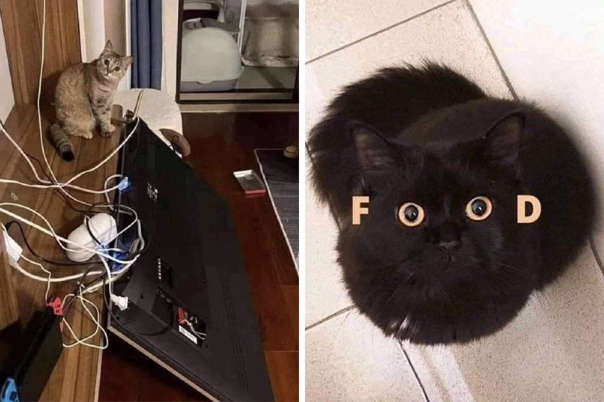 50 Perfectly Accurate Pics And Memes That Capture What It's Like Living  With Cats | Bored Panda