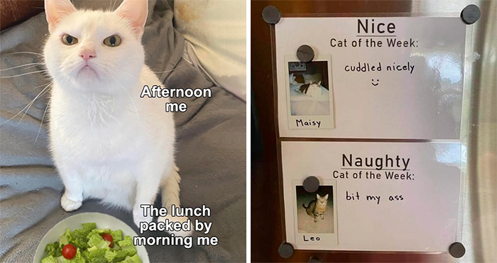 50 Perfectly Accurate Pics And Memes That Capture What It’s Like Living With Cats