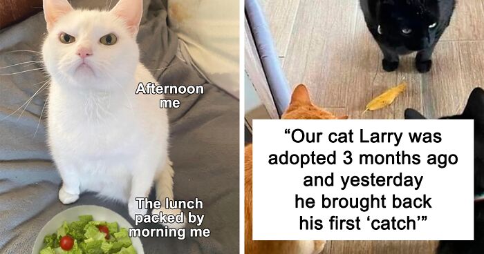 50 Perfectly Accurate Pics And Memes That Capture What It’s Like Living With Cats