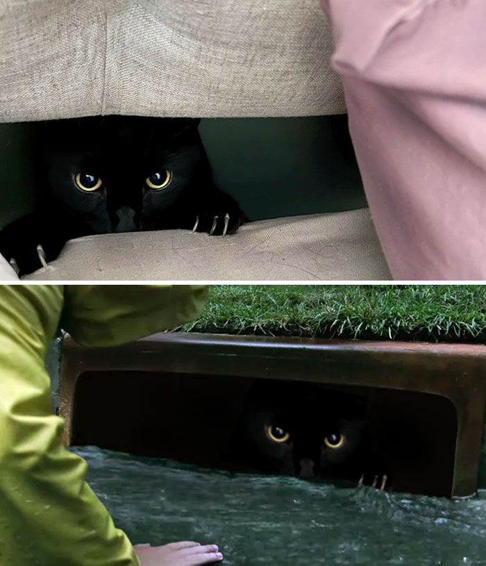 This Cat Peeking Through An Opening Between The Bed Frame And The Mattress
