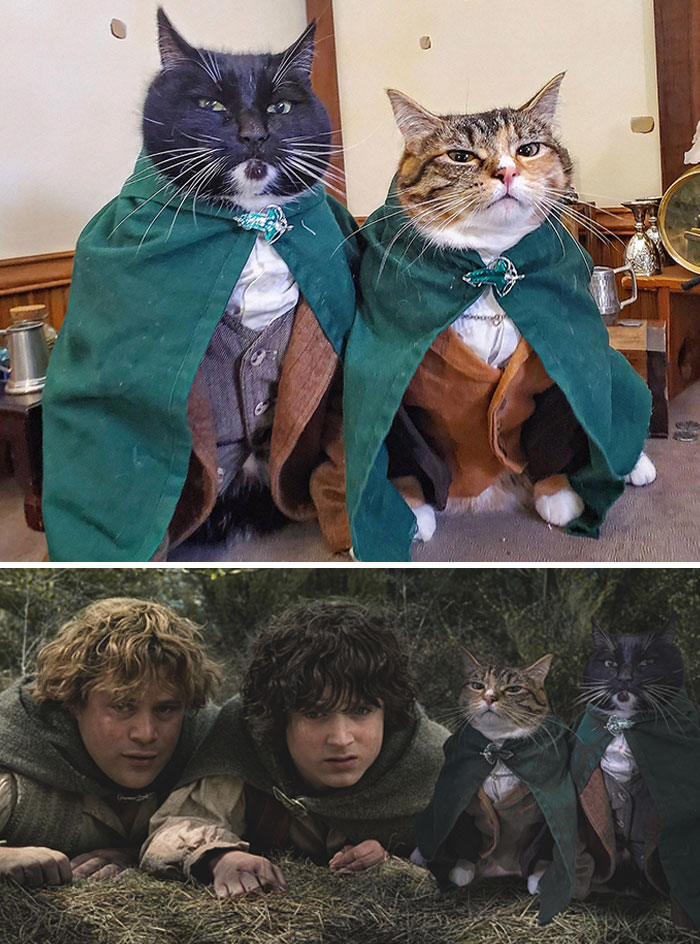 Two Cats In Cloaks