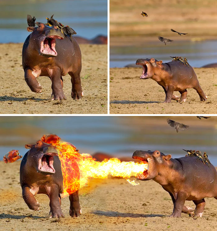 Baby Hippo Getting Spooked By Birds