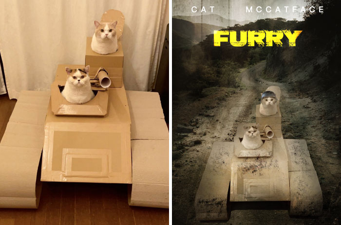 Cats In A Cardboard Tank