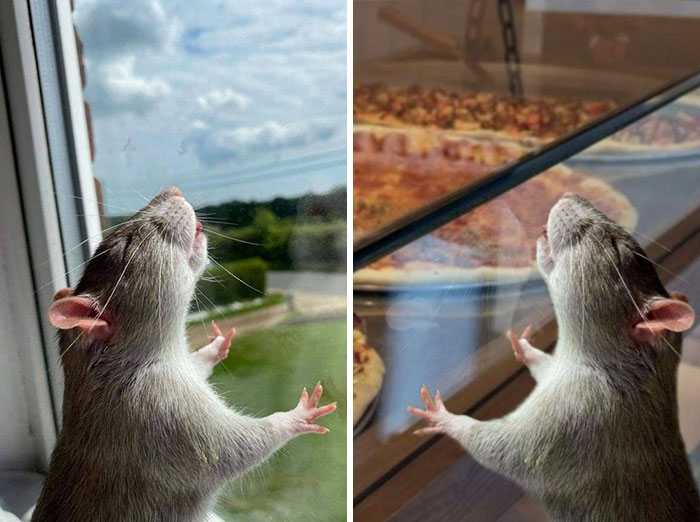 A Rat Looking Out A Window