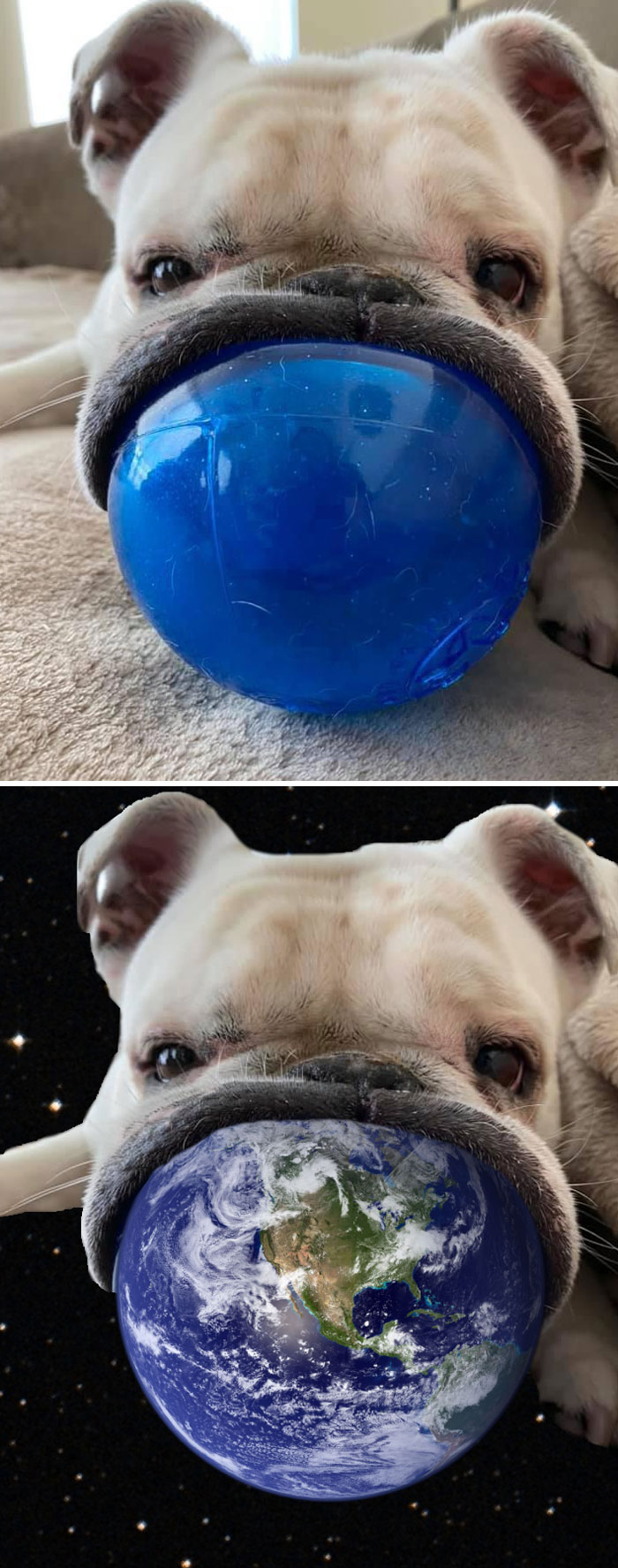 This Bulldog Holding His Ball