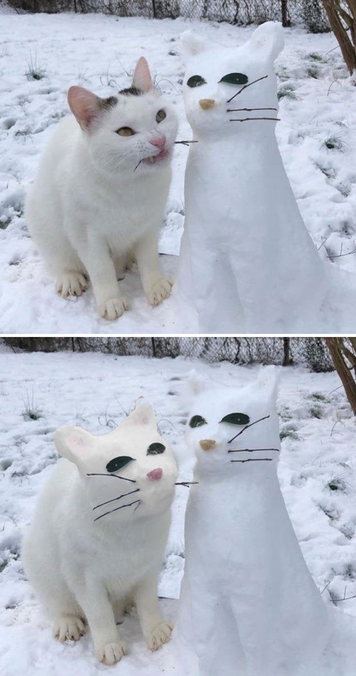 Cat And Snowcat