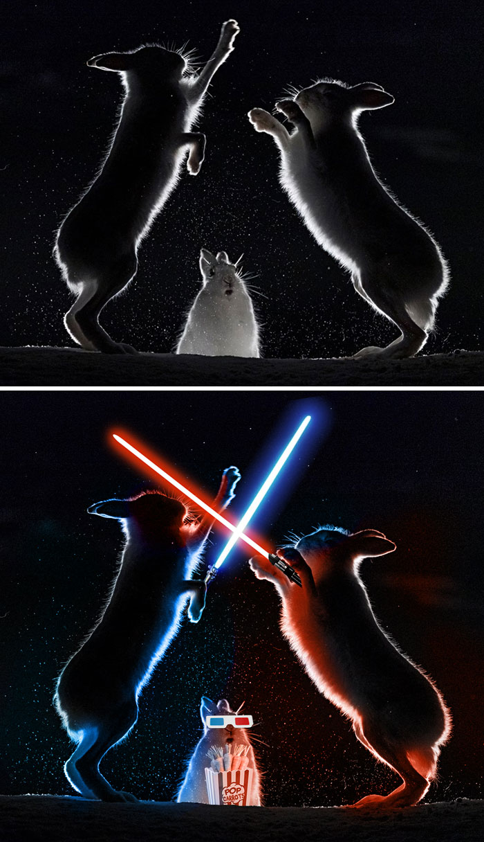 These Rabbits Fighting