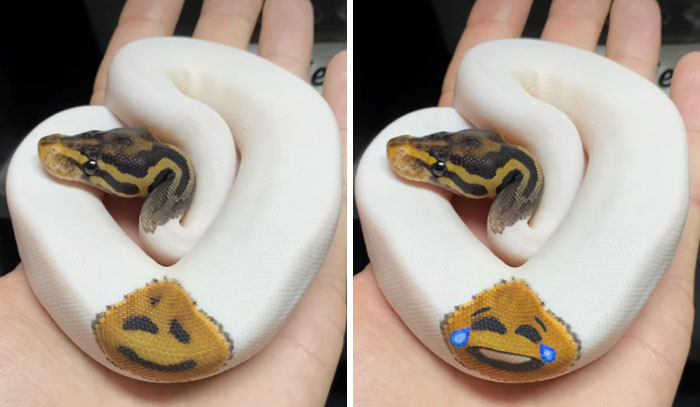 This Snake With Unique Markings