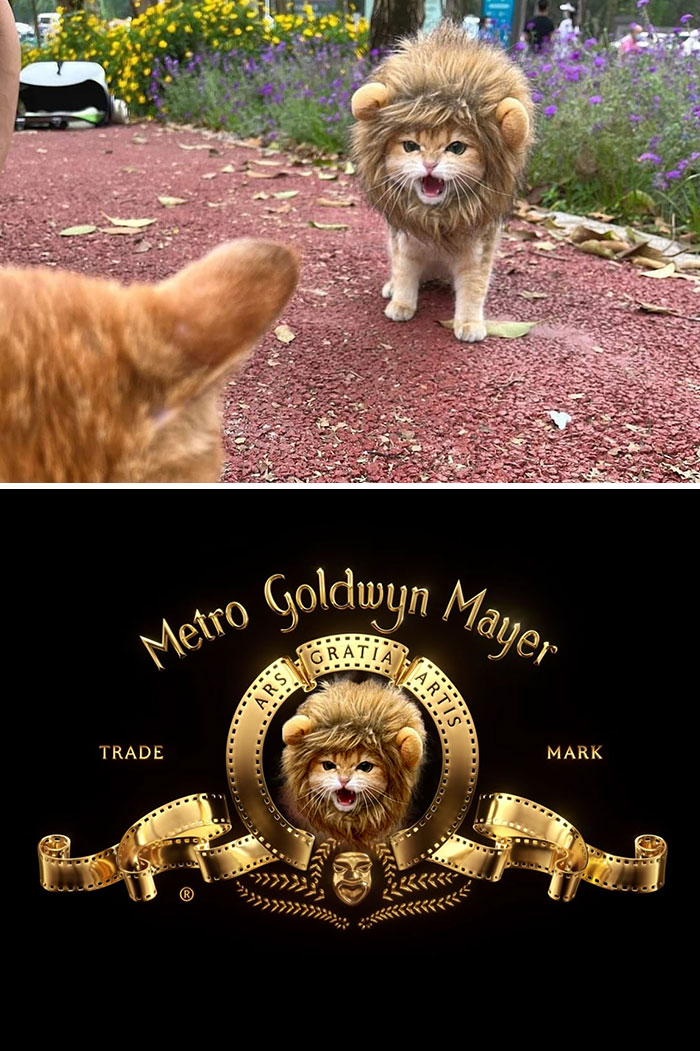 Un gato disfrazado de león maúlla furiosamente a otro gato