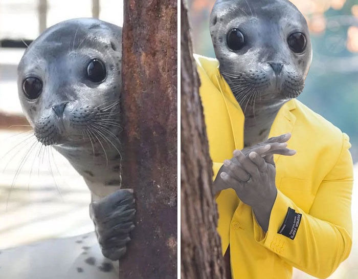 This Seal Peeking