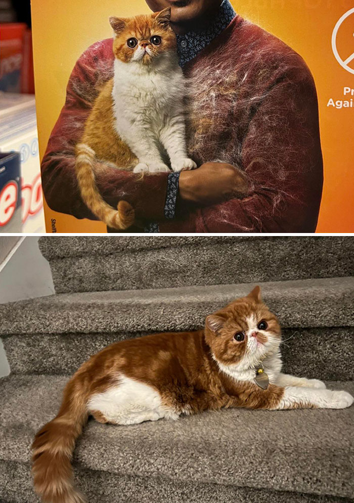 Found My Cat’s Doppelgänger On A Safeway Aisle Ad