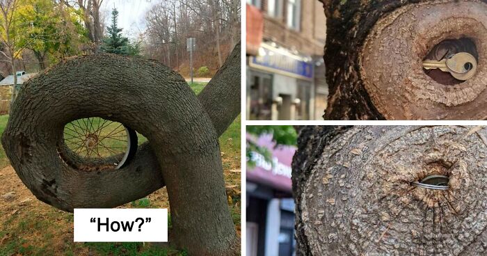 40 Times People Saw Trees ‘Devouring’ Random Objects And Just Had To Share Proof Online