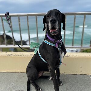 sharoncameron avatar