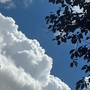 hyunscheminant-wehrle avatar