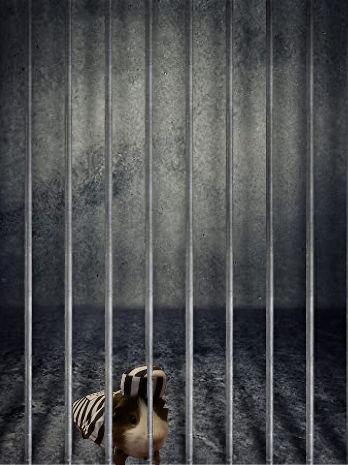 Jerry The Guinea Pig’s Adventures Jerry The Guinea Pig’s Adventures