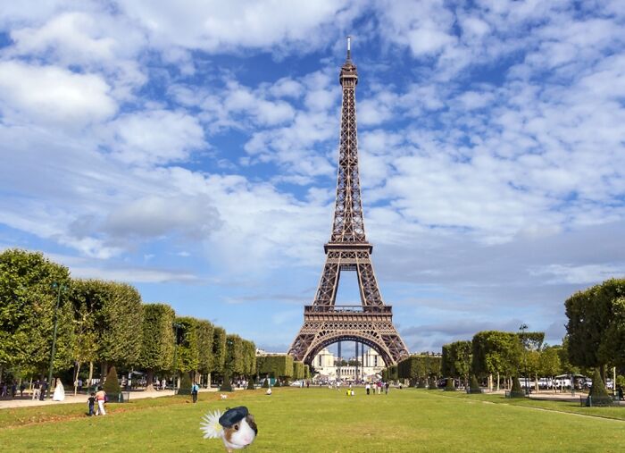 Jerry The Guinea Pig’s Adventures Jerry The Guinea Pig’s Adventures