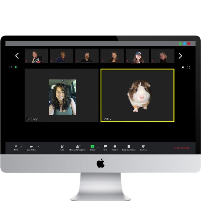 Jerry The Guinea Pig’s Adventures Jerry The Guinea Pig’s Adventures