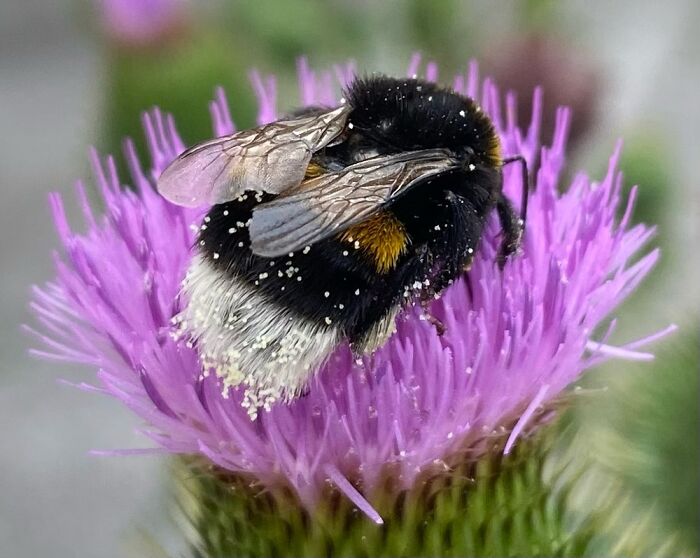 Adorable Bumblebee