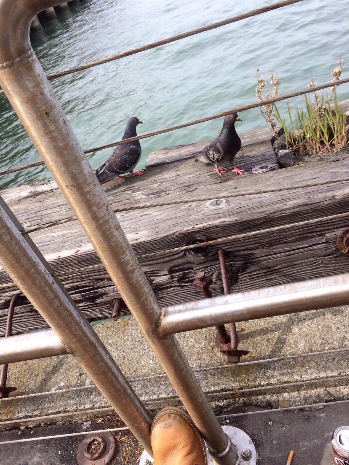 Two Pigeons, Old Pier, Metal Fence, San Fransisco Bay. It Just Felt Right