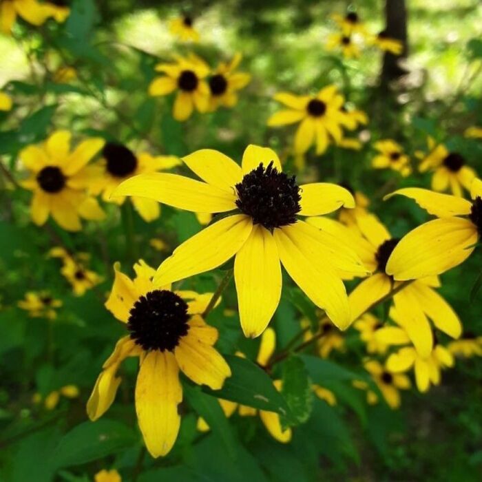 Black-Eyed Susans. Taken With A Basic Android Phone