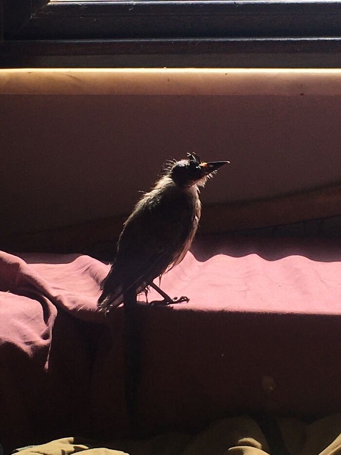 Soggy, After His Bath!