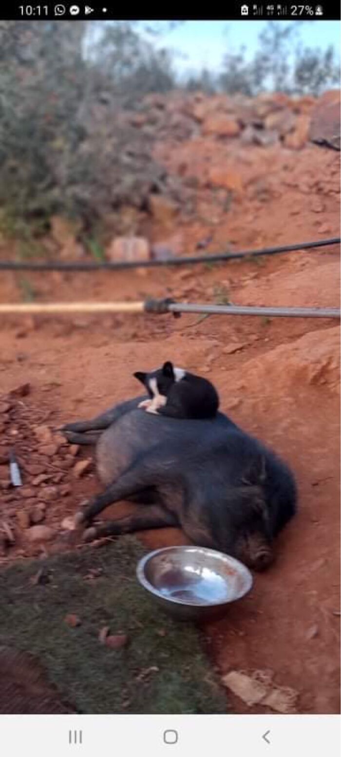 Petal’s First Bed, When She Was Tiny. Warm And Squishy 😊