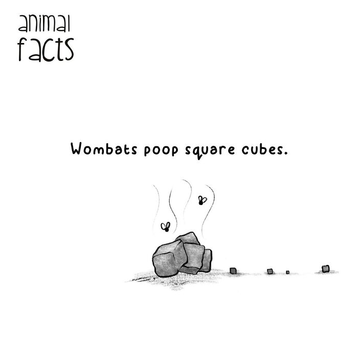 Animal Facts