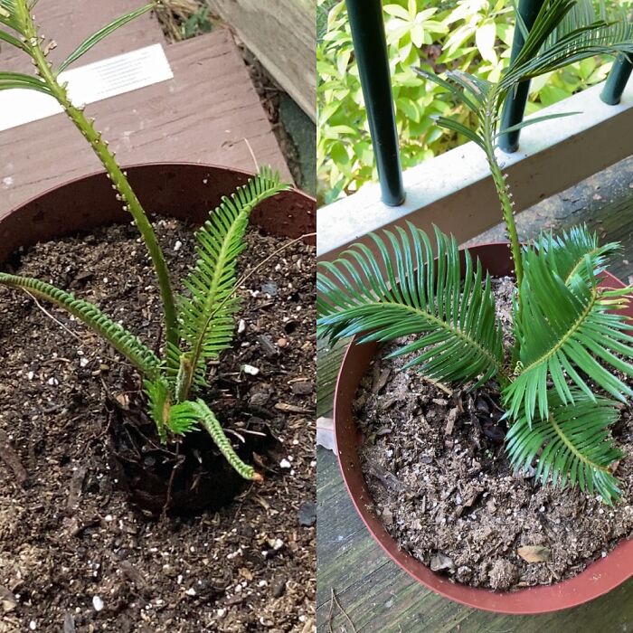 Before Rescuing This Sago Palm And Currently. She Looks Better And Better Everyday