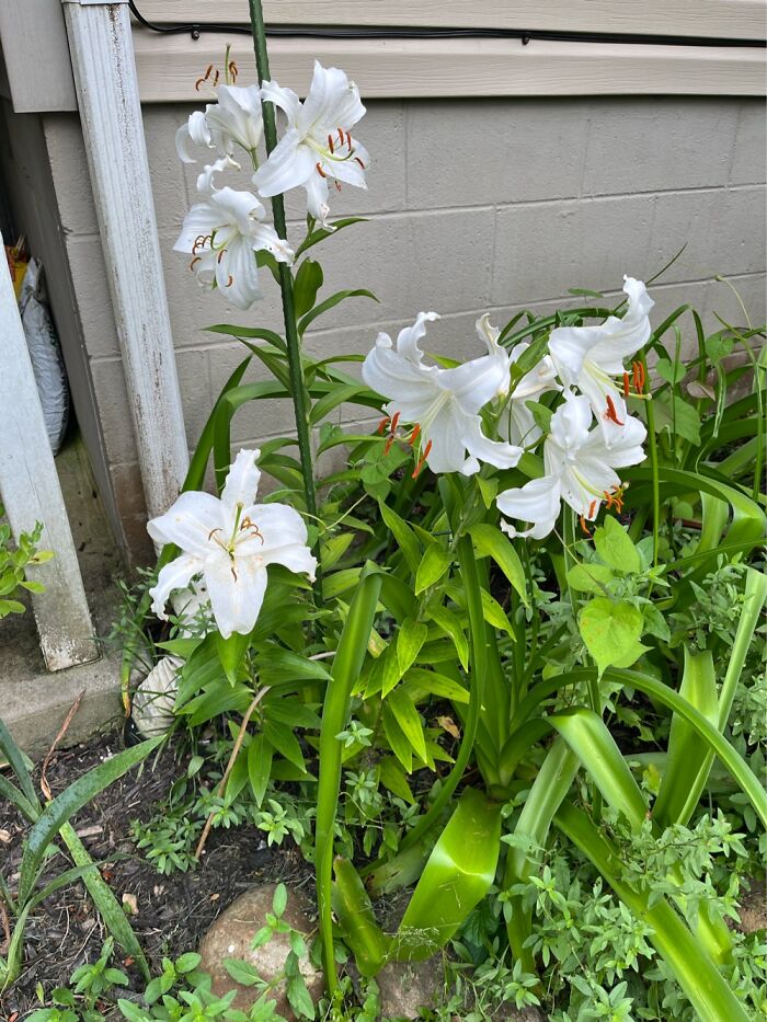 Lillies That Bloom Every Year On My Granddaughter’s July Birthday For 15 Years Now
