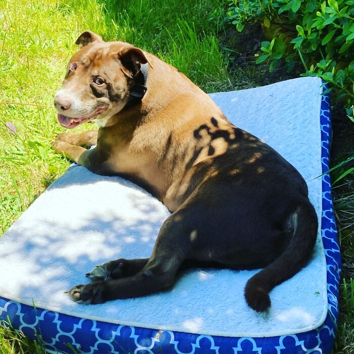 My Darling Red Who Is 15 & 1/2 And Is My Shadow. Goodest Boy