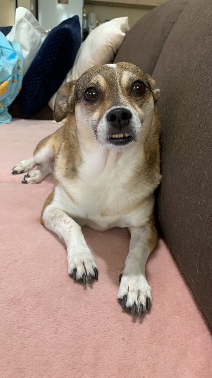 Drobinka - It Is A Translation As A Little Crumb. ❤️❤️❤️❤️c. 8 Years (She Is Form Shelter)