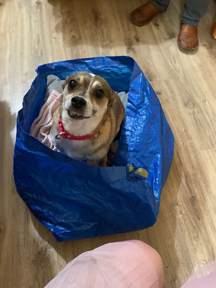 Drobinka - It Is A Translation As A Little Crumb. C. 8 Years. Almost 1 Year With Me I Love Her