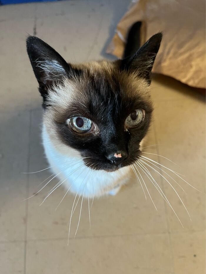 Mimi 17 Years Ago Found In A Dumpster Too Little To Eat Solid Food