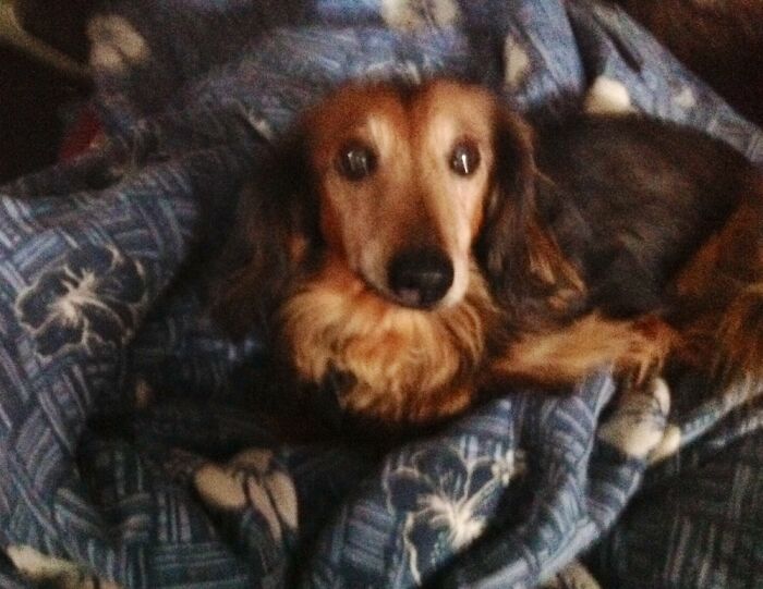 My Moose, Was By My Side Every Minute Of The Day. Passed At 18 Yrs