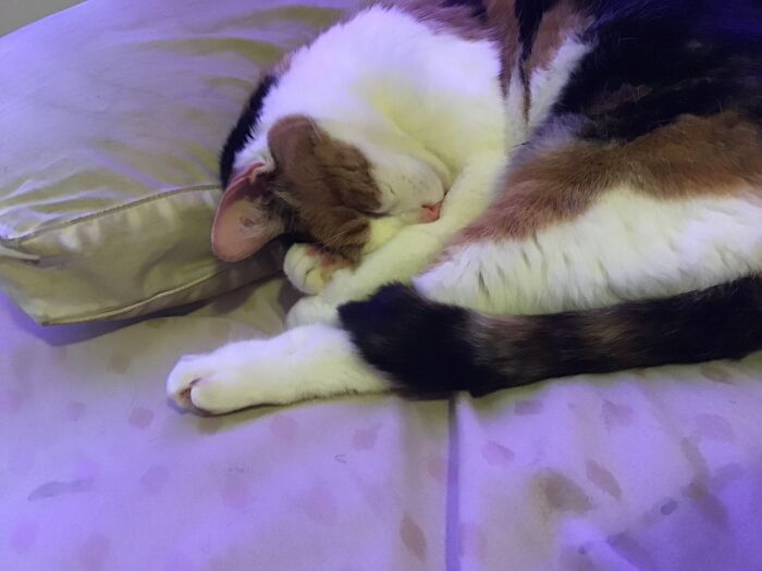 This Is My Daisy. Though You Can't Tell From Looking At Her, She's Deaf And Has Some Kind Of Neurological Condition That Makes Her Slightly Off Balance And Walk In Circles Around Things Sometimes. She's Perfectly Healthy And Functional Otherwise. Our Sweet Little Uncat